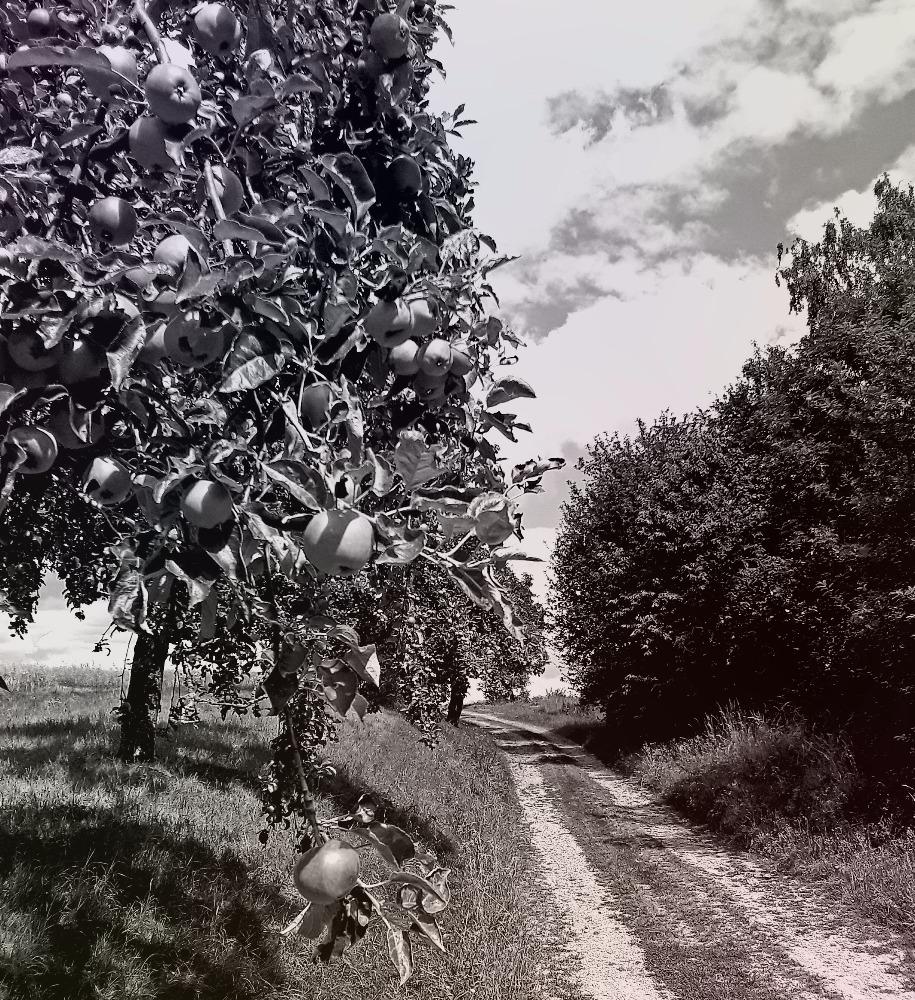 Jabloňová cesta :) / A path full of apple trees :)