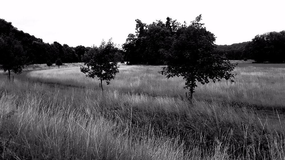 Letní tráva / Summer grass