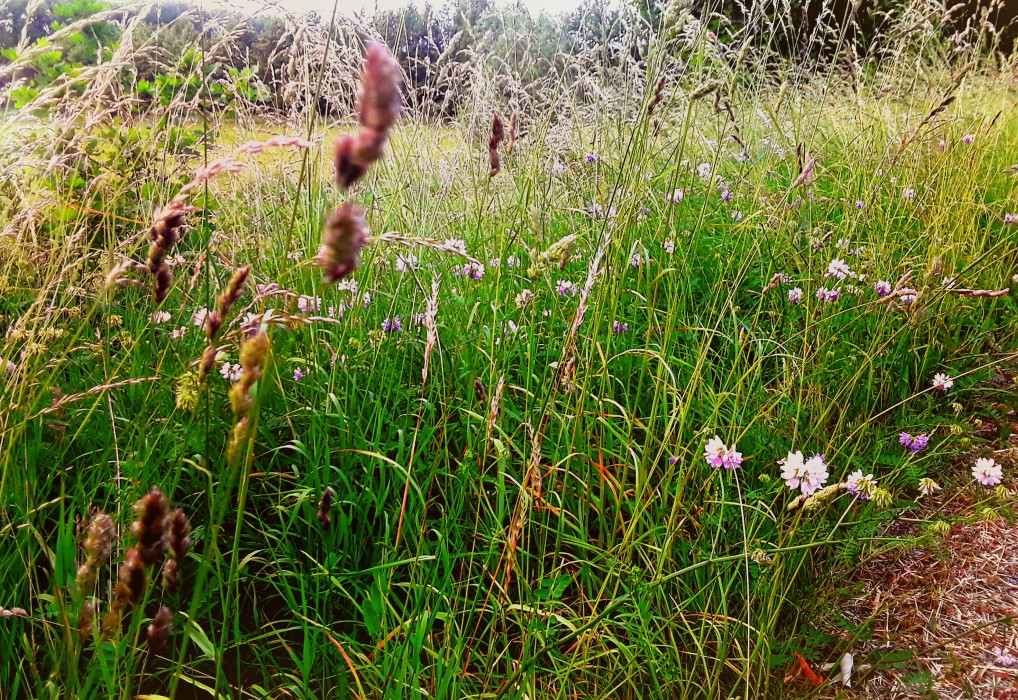 Letní tráva u venkovské silničky :) / Summer grass by a rural road